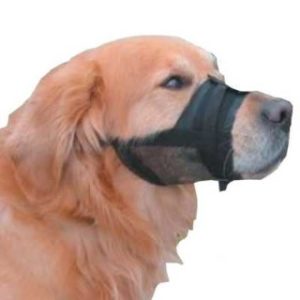 Hond labrador met zwarte nylon verstelbare muilkorf